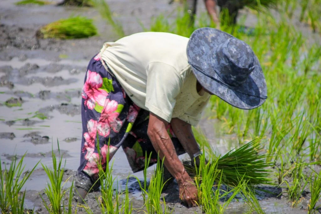 Philippines’ Palay Production Reaches Record High in 2023